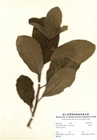 藏品(破皮鳥)的圖片